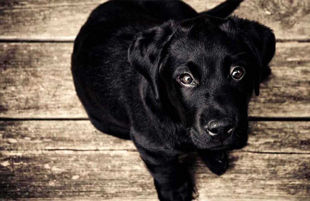 Eine schwarzer Hund sitzt auf dem Holzfußboden und schaut nach oben in die Kamera.